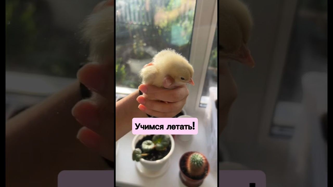 Учимся летать!