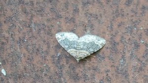 Пяденица цидария изменчивая или ларенция изменчивая (Xanthorhoe ferrugata)