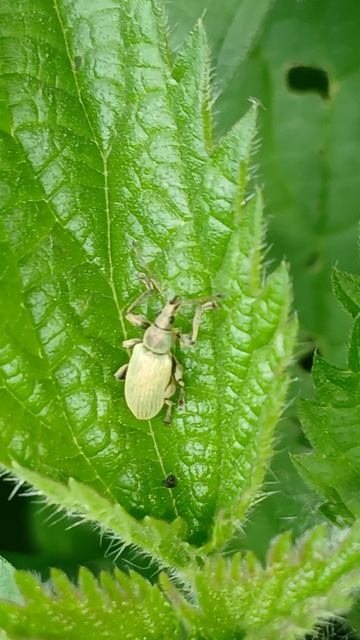 Долгоносик крапивный (лат. Phyllobius urticae) — вид долгоносиков-скосарей из подсемейства Entiminae смотреть онлайн