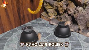 Видео для кошек про крысок развлекать питомцев 🐭🐀😂 (544)