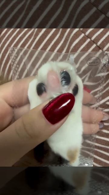 А коту пофиг смотреть онлайн