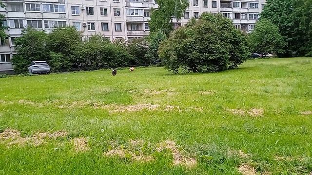 Прогулка, беготня, май 26 - 2