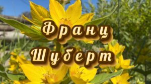 Франц Шуберт, рондо для фортепиано. Классическая музыка