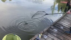 Зеркальный Карпик