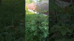 1000135819.mp4