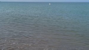 Лебедь на бирюзовой глади моря. Береговое2026