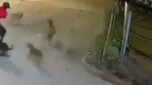 Как нужно защищаться от бродячих собак