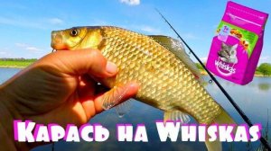 Ловля карася на Whiskas фидером ! Рыбе это нравится! Вискас против пенопласта!