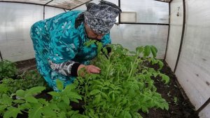 ДЕЛА НА ОГОРОДЕ