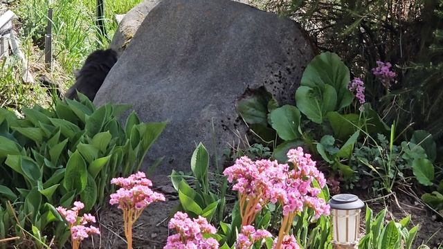 Кототигры охотятся за головами на крыльце 🐈🐈 смотреть онлайн