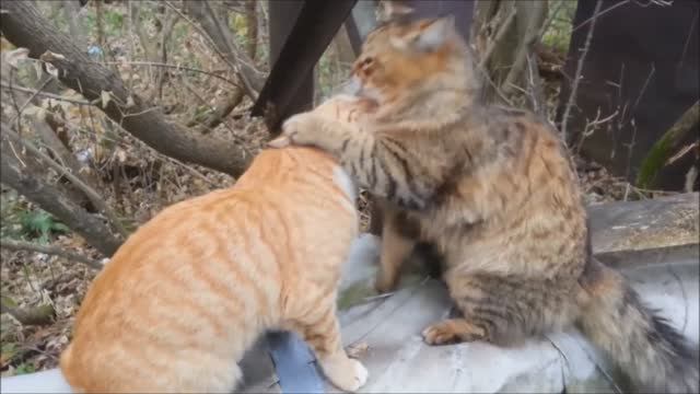 Кошки, очарование моё