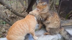 Кошки, очарование моё