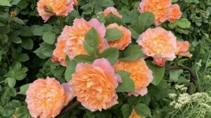 Любуюсь первыми розами.Ирисы с названиями.27.05.26
