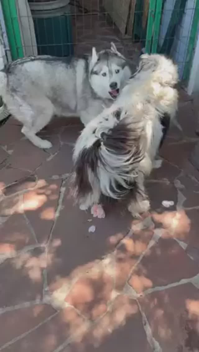 Собачье счастье🐶 смотреть онлайн