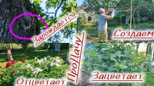 Дачные дела и жизнь на даче!