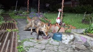 (1287) Лиса приходит в гости. Май 2026