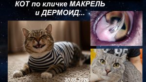 Кот по кличке Макрель и Дермоид глазного яблока