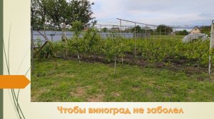 Как и чем обработать виноград, если постоянно идут дожди !!!