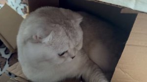Котик лежит в коробке. Новое место.