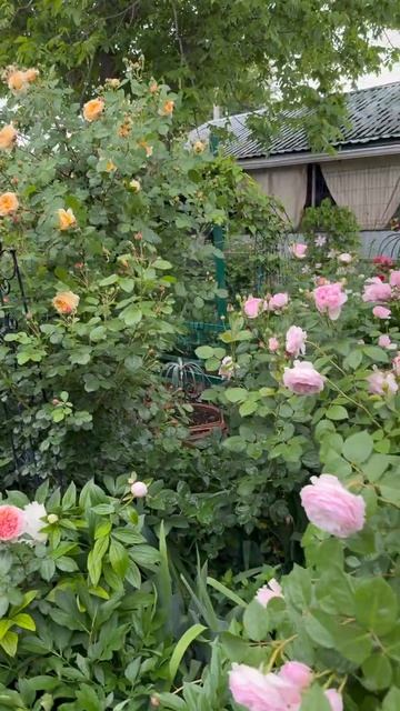 Дождливое утро в саду 🌿30 мая 26г🌿 смотреть онлайн