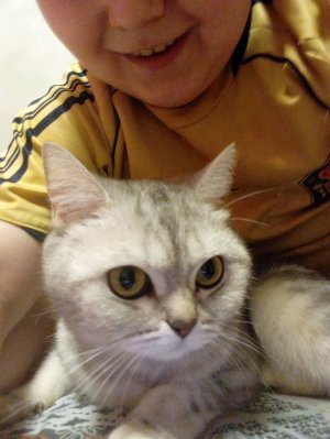 обзор на кошку