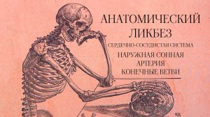 Анатомический ликбез - Сердечно-сосудистая система. Внешняя сонная артерия. Конечные ветви