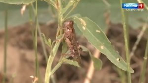 Борьбу с мароккской саранчой начали на Ставрополье