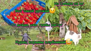 30-05-2026/Кубань/Наша жизнь на юге/Куриц кормим клубникой//Дождь//Шампиньоны /Последствия урагана//
