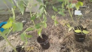 Муж купил рассаду помидоров, высаживаем вместе!)))