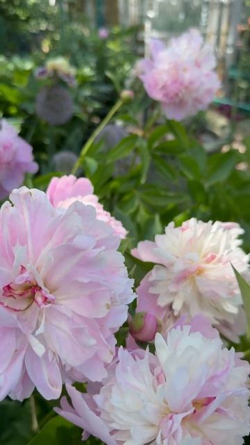 Пион Сорбет🌸 смотреть онлайн