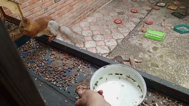 белки тоже бывают очень жадными
