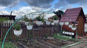 🏡 Отчет о проделанной работе в огороде )) Томаты завязывают плоды. Остатки рассады.