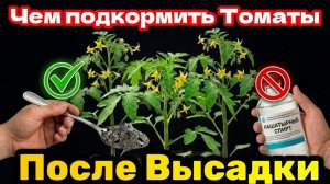 Всего одна ложка — и томаты растут как сумасшедшие! Когда кормить томаты после высадки