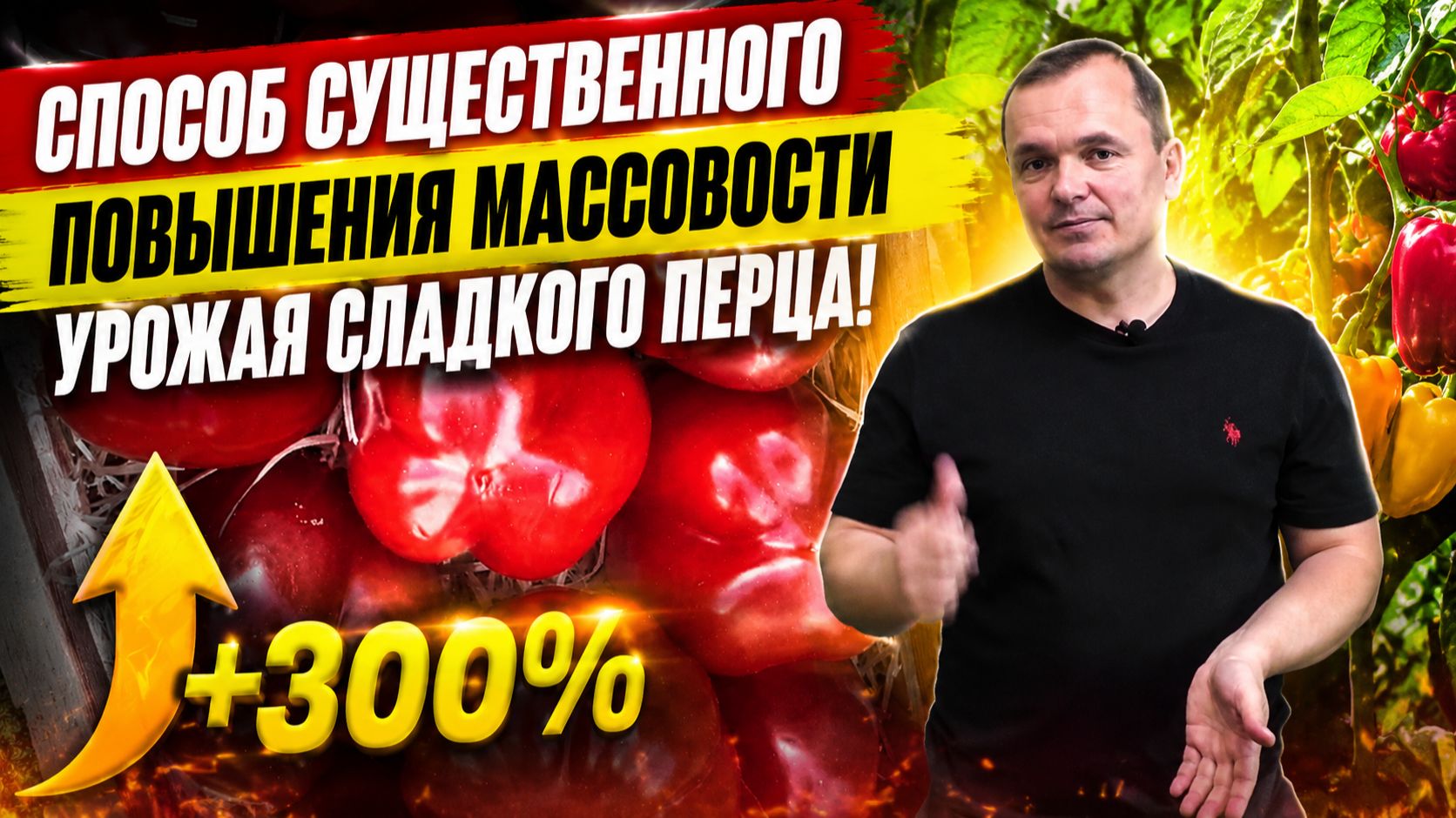 Урожай сладкого перца станет массовым- одно простое действие!