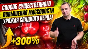 Урожай сладкого перца станет массовым- одно простое действие!