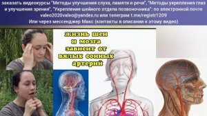 Сонная артерия в шее - основа слуха и зрения. Упражнения для глаз, слуховой системы и мозга