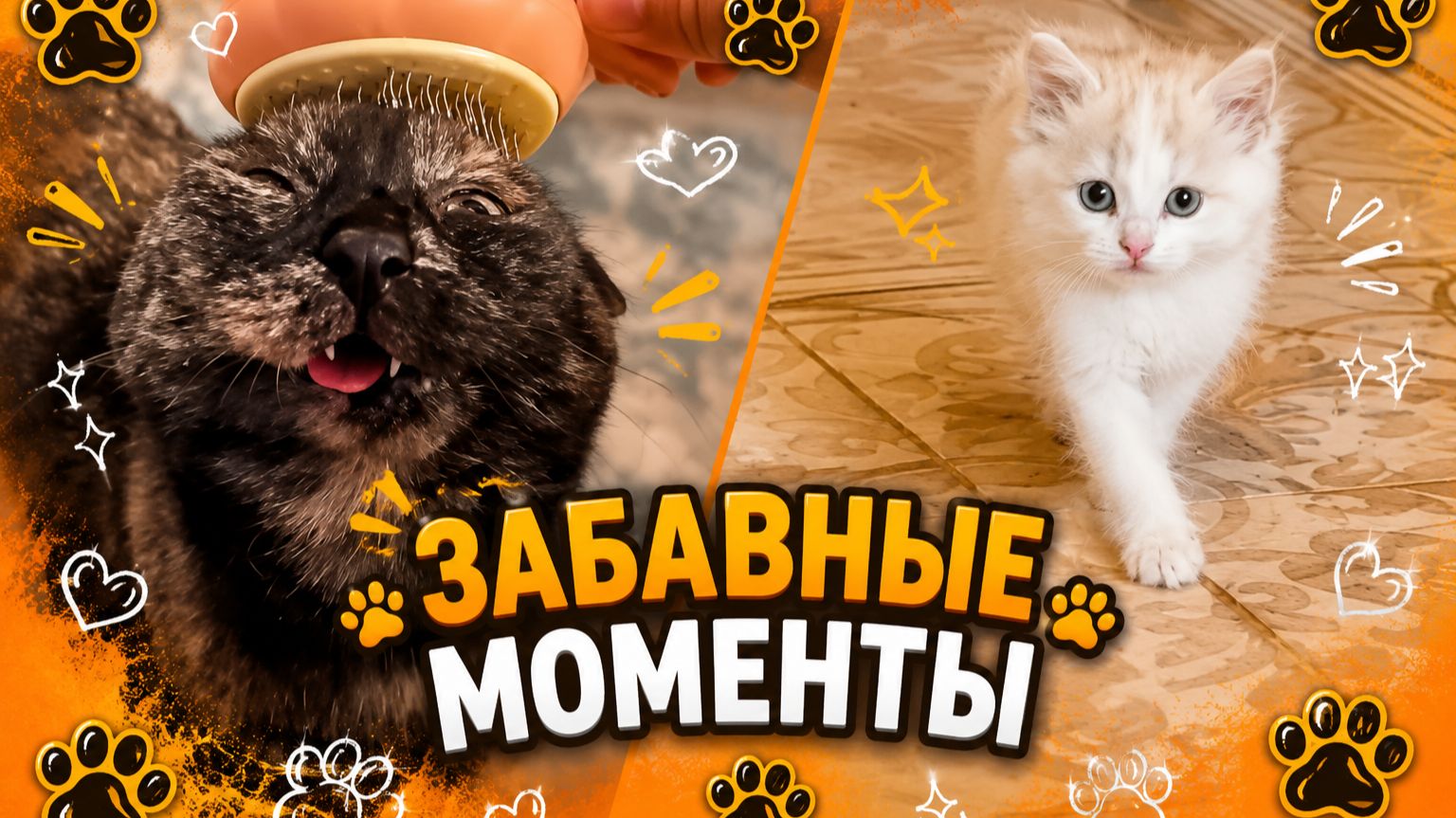 Забавные моменты