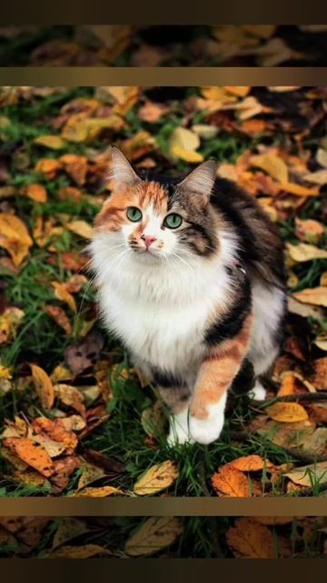 немного о кошках смотреть онлайн
