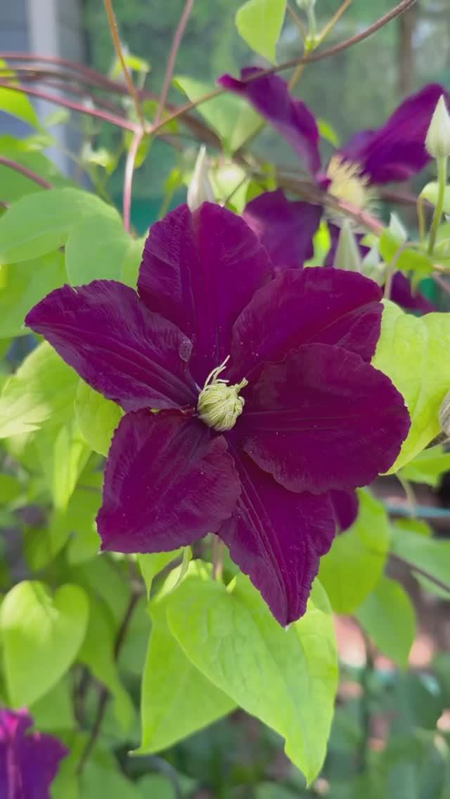 Варшавская Найк💜 пион Команд Перфоманс🌺 смотреть онлайн