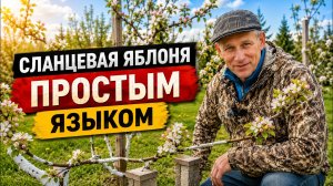 Сланцевая яблоня: как формировать дерево, которое переживёт морозы