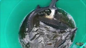Зарыбление осетром нижнего водоёма 150 кг. Клёвое место, Лосиный остров.