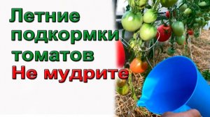 Летние подкормки томатов. Ответы на вопросы