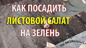 КАК ПОСАДИТЬ ЛИСТОВОЙ САЛАТ НА ЗЕЛЕНЬ