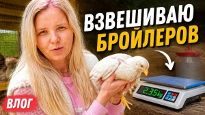 Переехали с Урала на ЮГ/ Взвешиваю бройлеров/ Жизнь после переезда