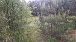 Борский заяц-русак