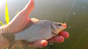 Мормышинг в бесклевье.