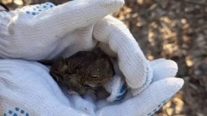 Дорогу амфибиям: более 27 тыс. лягушек спасли от гибели под колесами авто в Петербурге.
