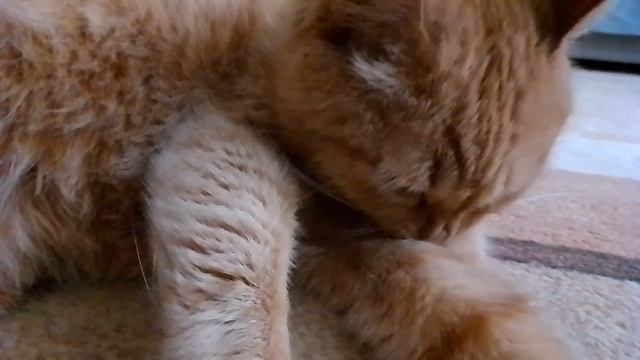 Любимая женщина. 2 часть. смотреть онлайн