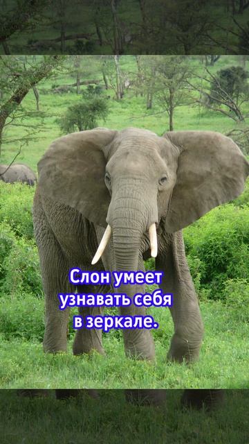 О животных