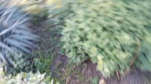 Как я живу в деревне